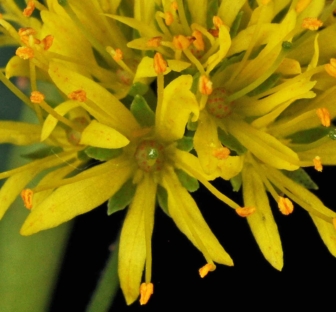 Flora of Eastern Washington Image: Lysimachia thyrsiflora