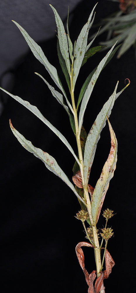 Flora of Eastern Washington Image: Lysimachia thyrsiflora
