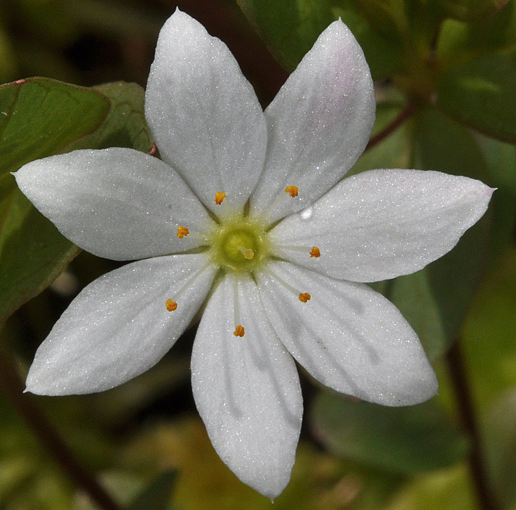 Flora of Eastern Washington Image: Trientalis europaea