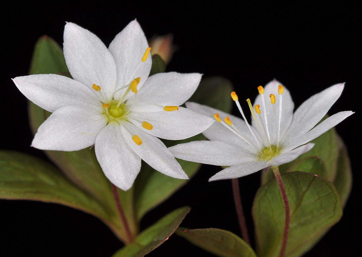 Flora of Eastern Washington Image: Lysimachia europaea