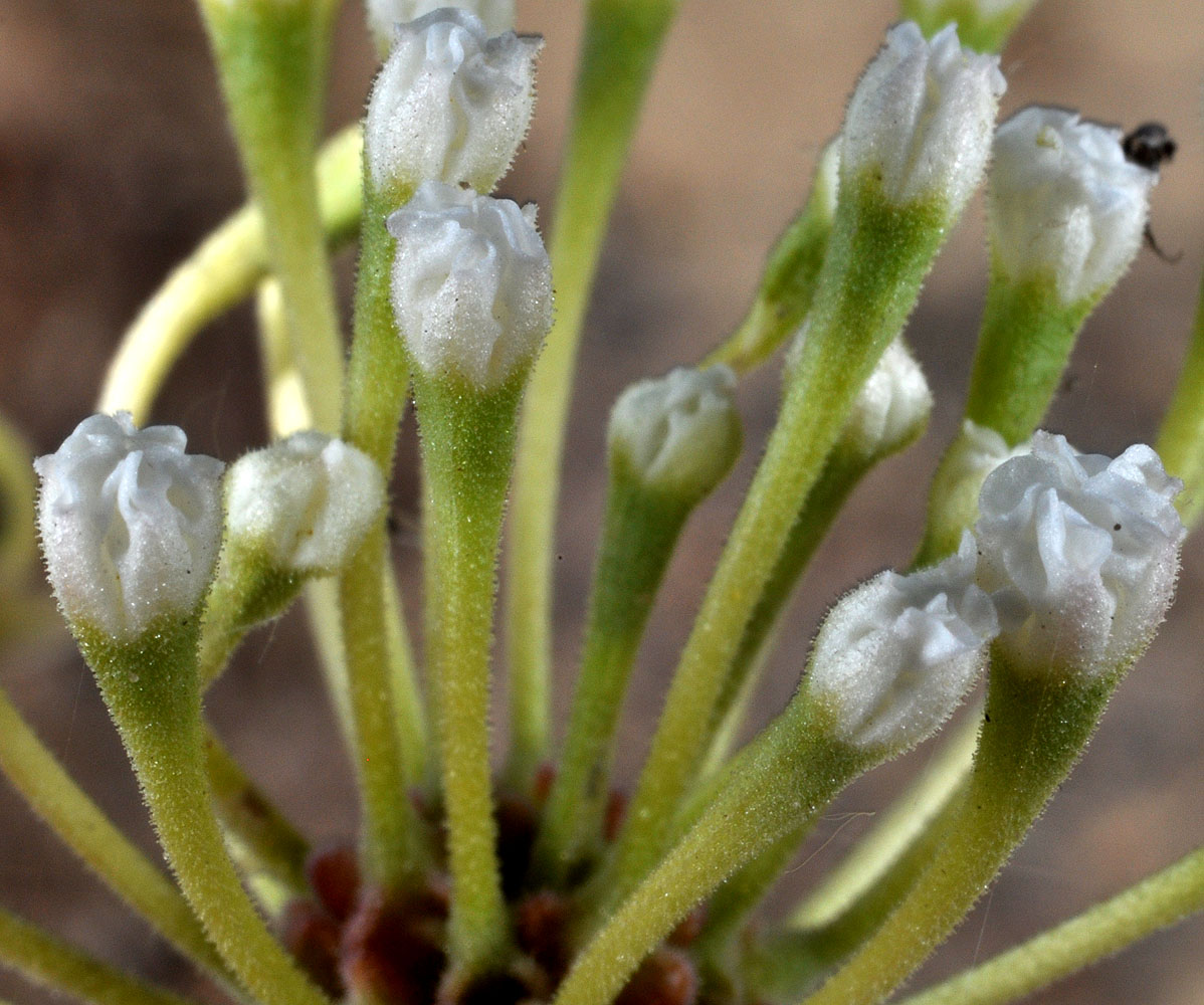 Flora of Eastern Washington Image: Abronia mellifera