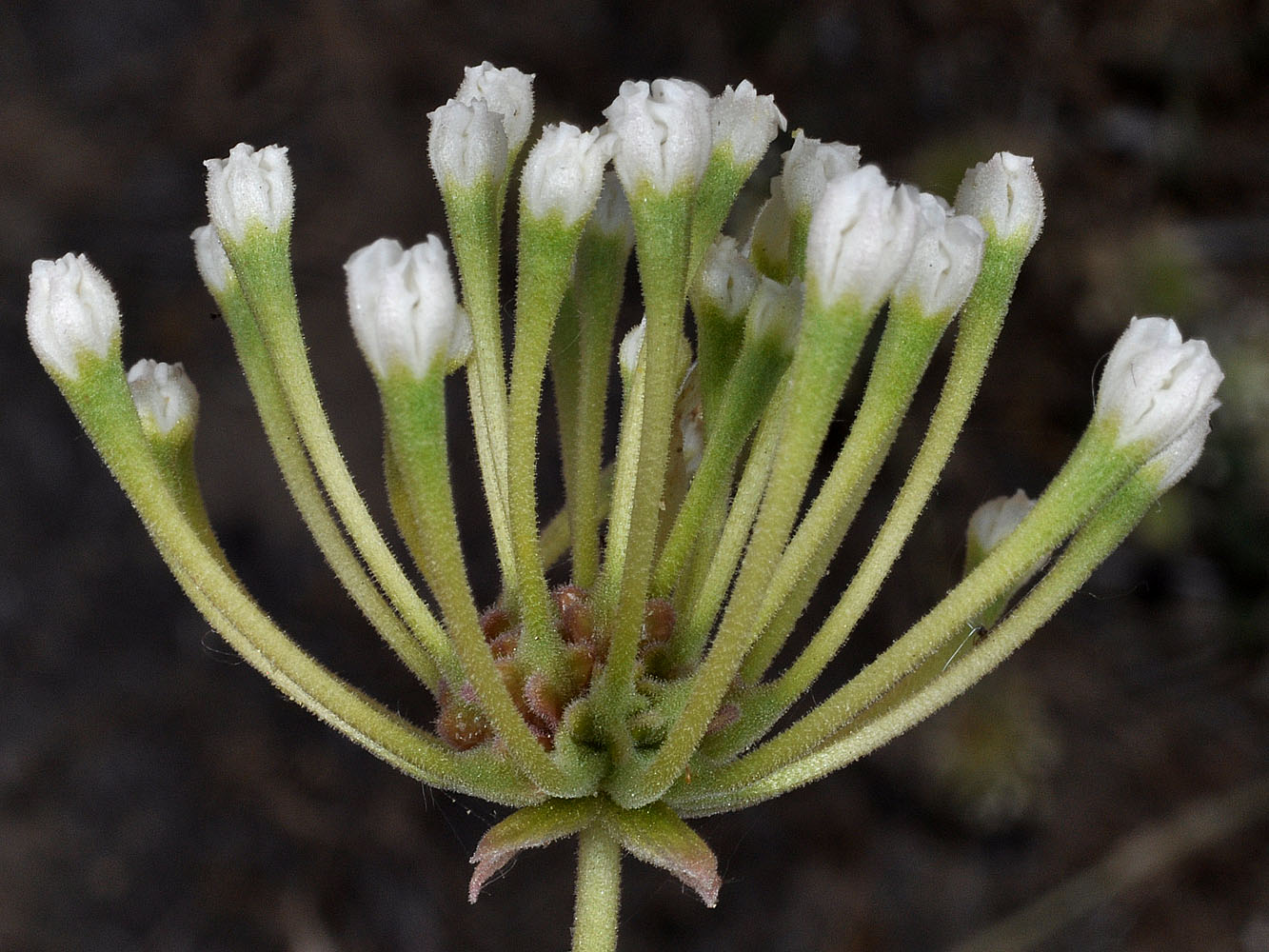 Flora of Eastern Washington Image: Abronia mellifera