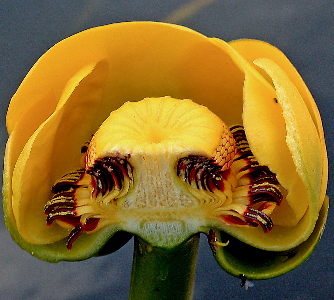 Flora of Eastern Washington Image: Nuphar polysepala