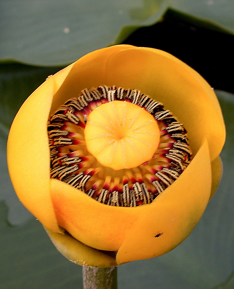 Flora of Eastern Washington Image: Nuphar polysepalum