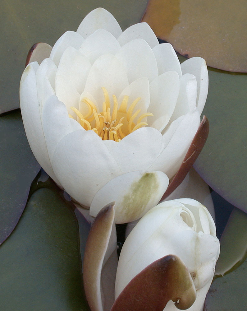 Flora of Eastern Washington Image: Nymmphaea odorata