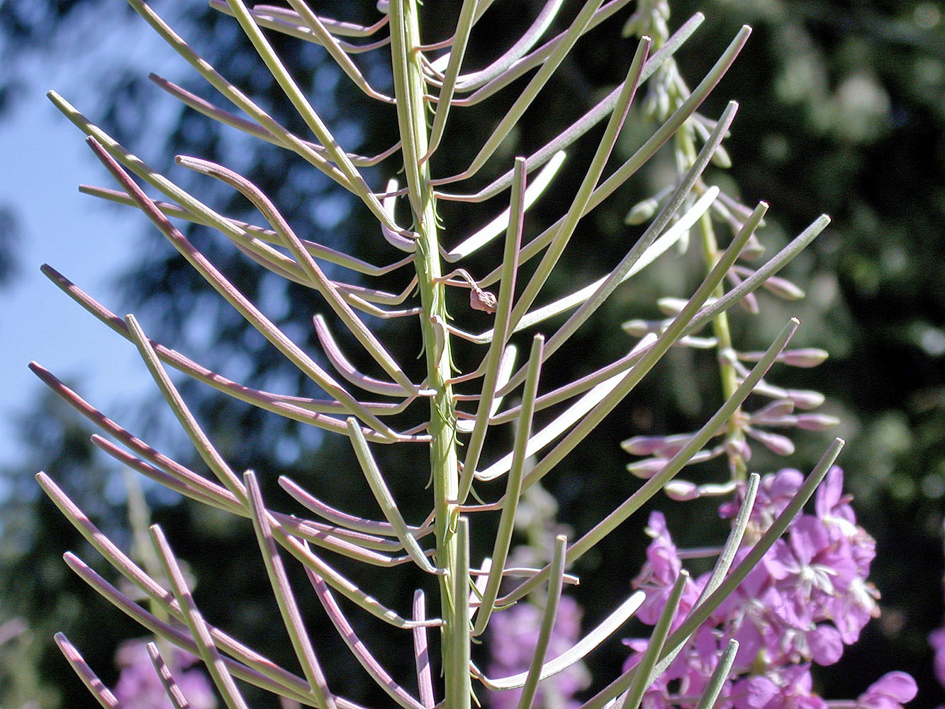 Flora of Eastern Washington Image: Chamerion angustifolium