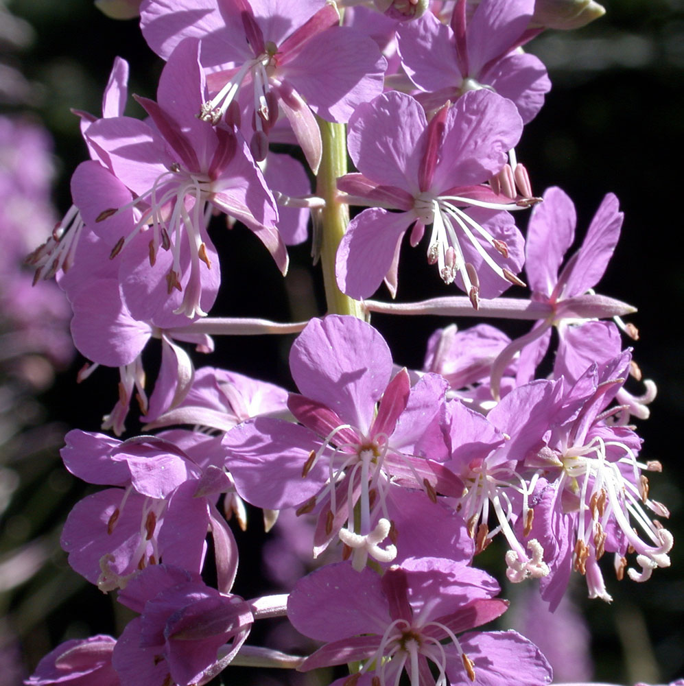 Flora of Eastern Washington Image: Chamerion angustifolium