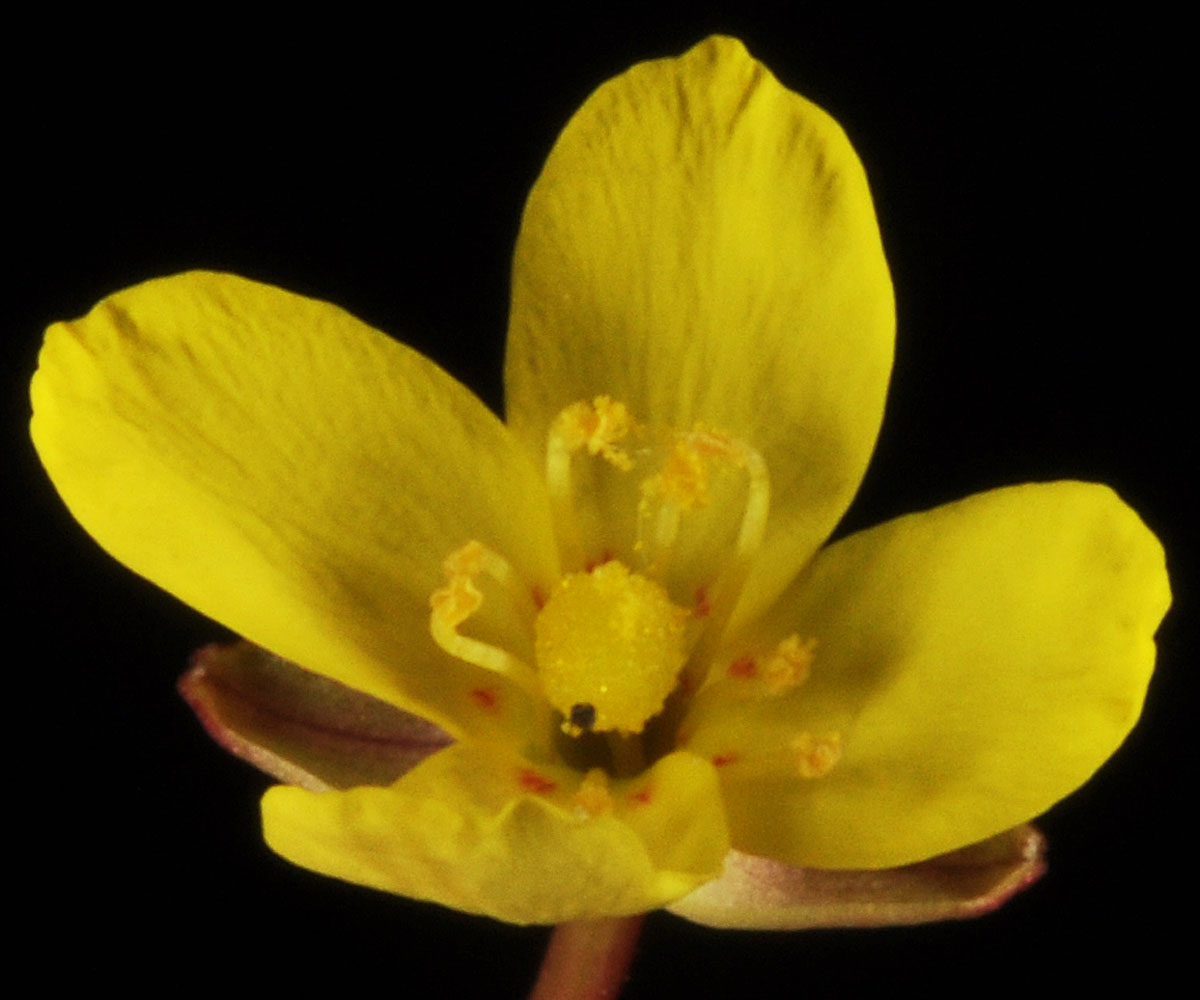 Flora of Eastern Washington Image: Camissonia contorta