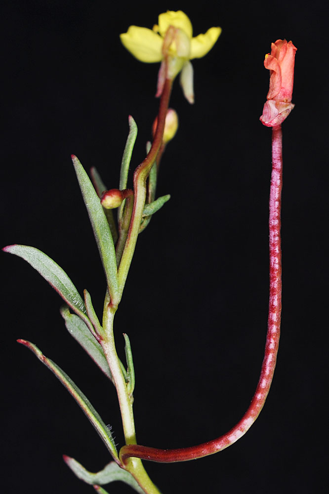 Flora of Eastern Washington Image: Camissonia contorta