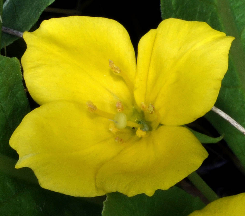 Flora of Eastern Washington Image: Camissonia subacaulis