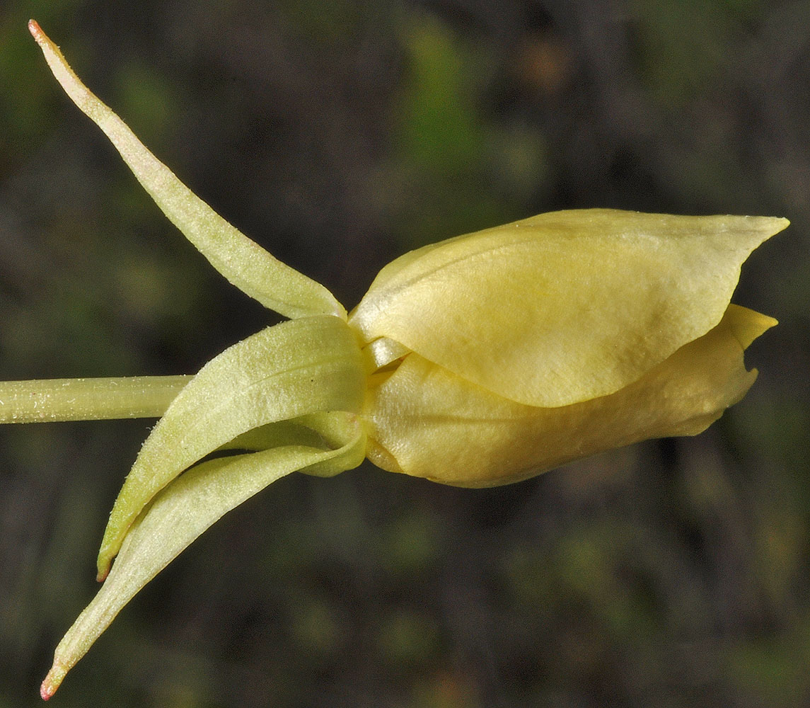 Flora of Eastern Washington Image: Taraxia subacaulis