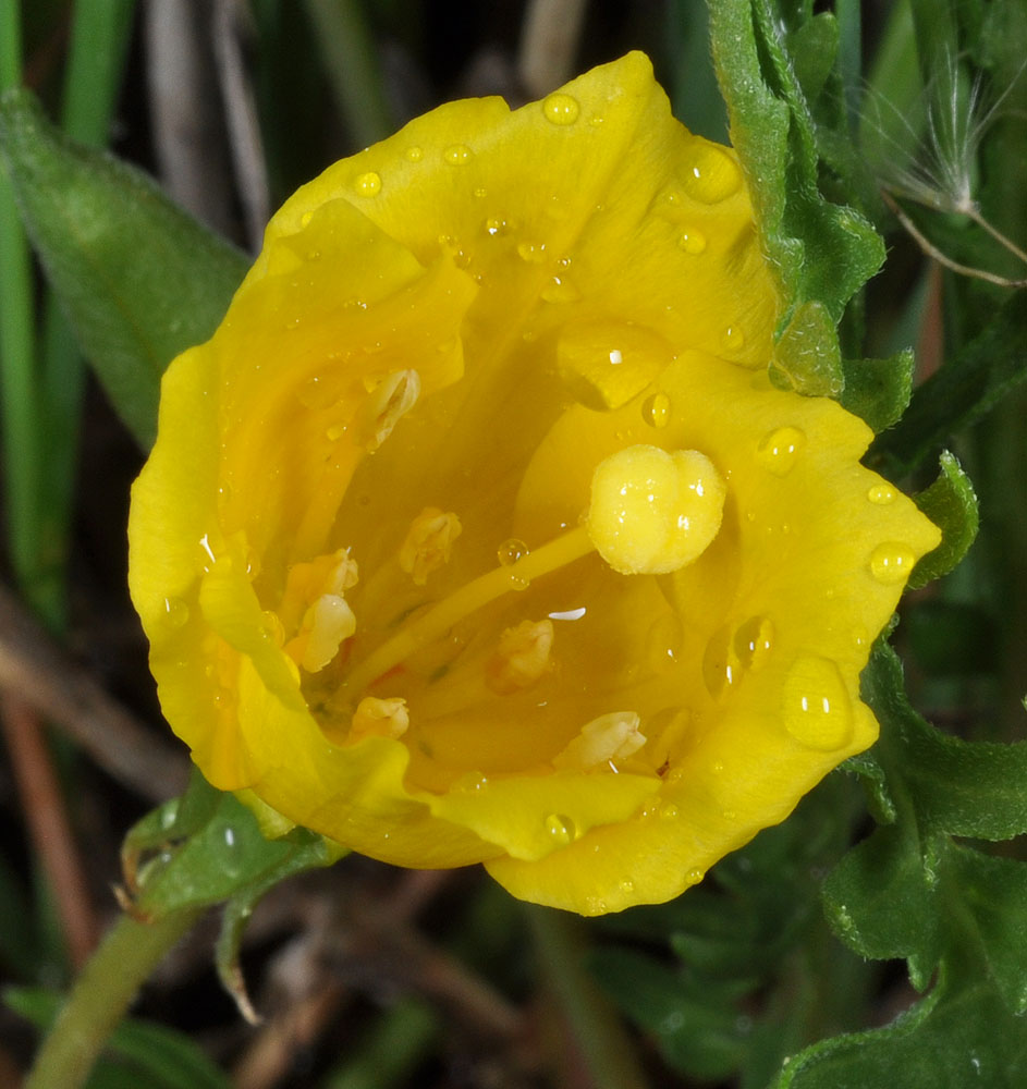 Flora of Eastern Washington Image: Taraxia tanacetifolia
