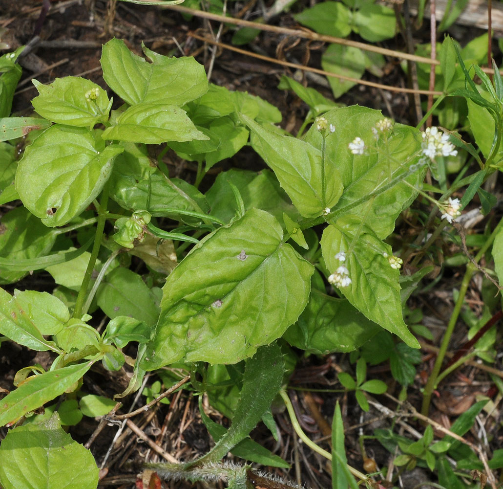 Flora of Eastern Washington Image: Circaea alpina