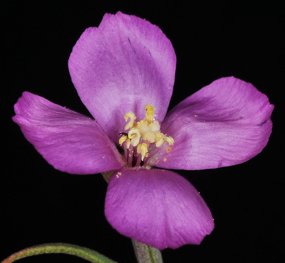 Flora of Eastern Washington Image: Clarkia gracilis