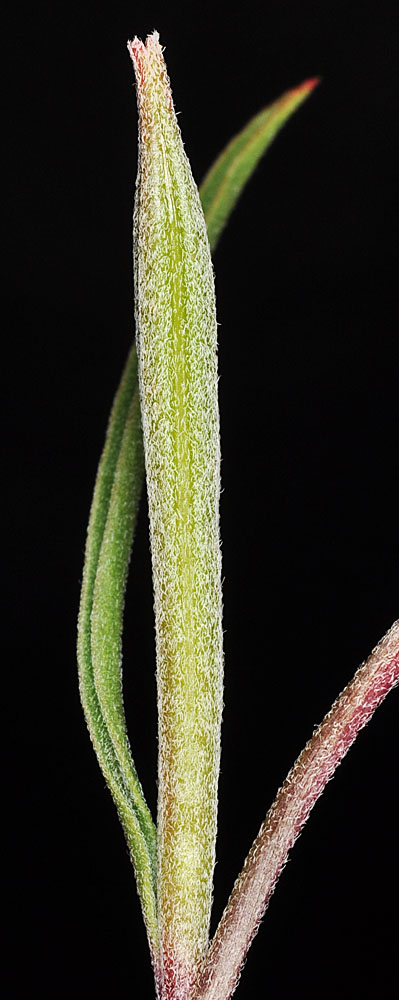 Flora of Eastern Washington Image: Clarkia gracilis