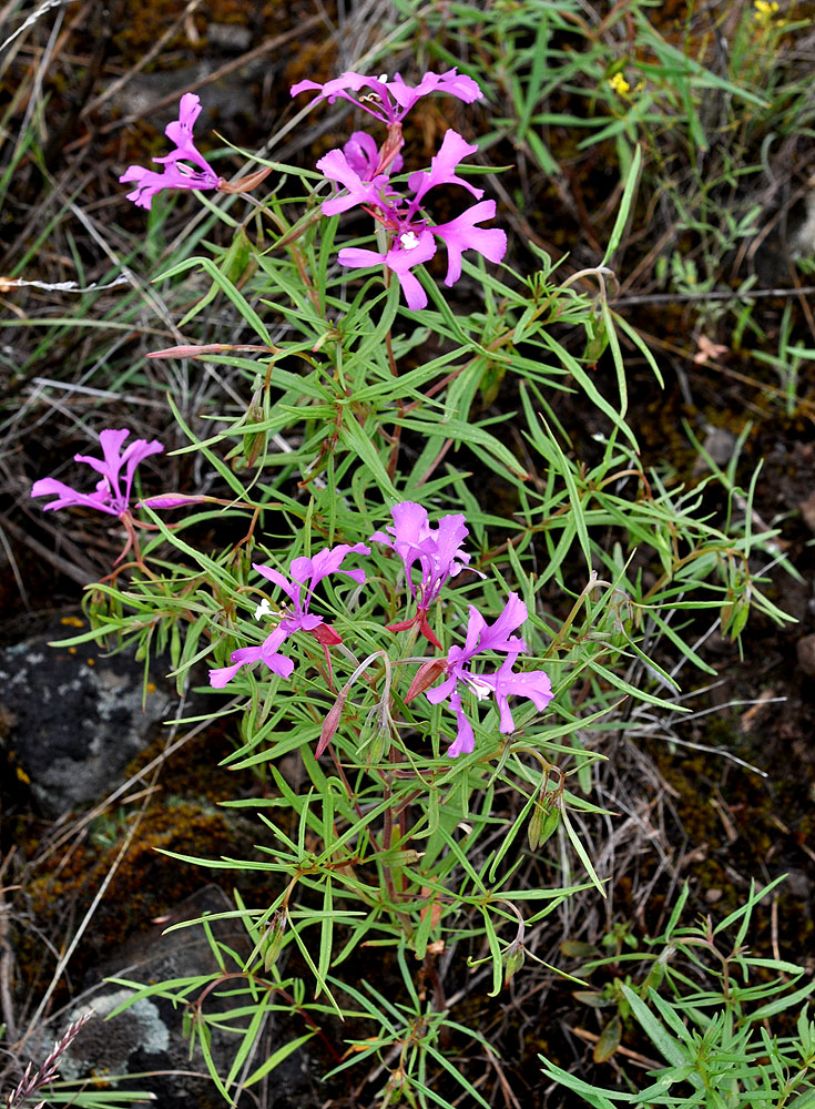 Flora of Eastern Washington Image: Clarkia pulchella