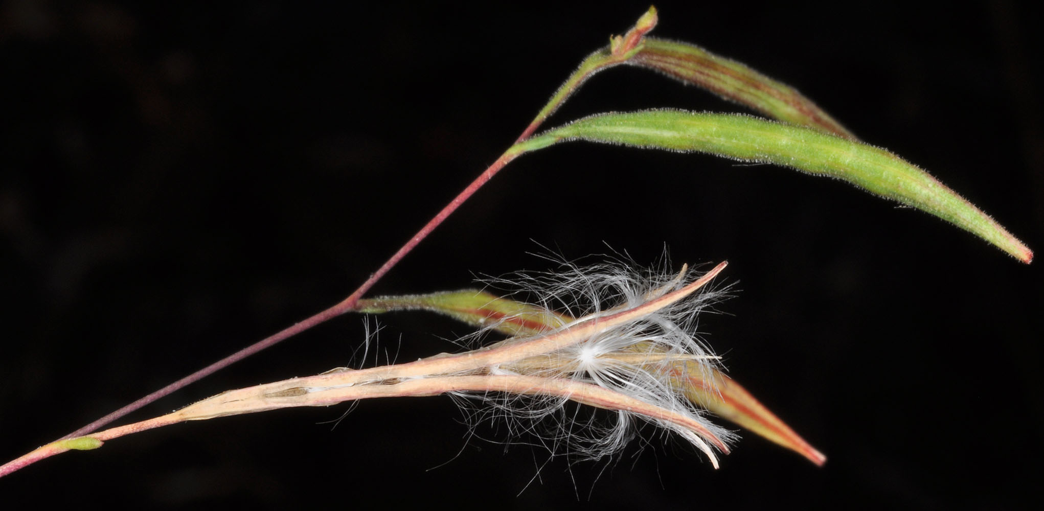 Flora of Eastern Washington Image: Epilobium brachycarpum