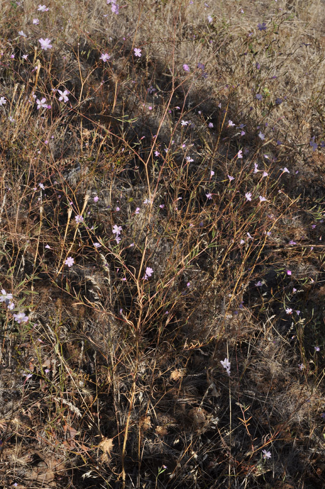 Flora of Eastern Washington Image: Epilobium brachycarpum