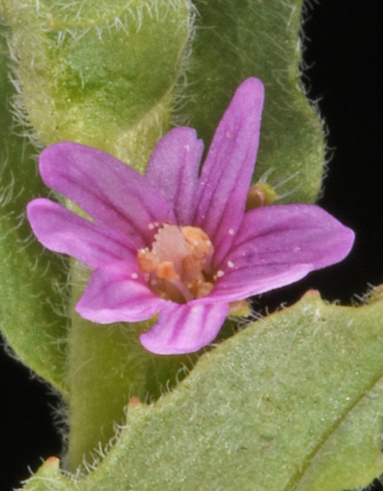 Flora of Eastern Washington Image: Epilobium campestre