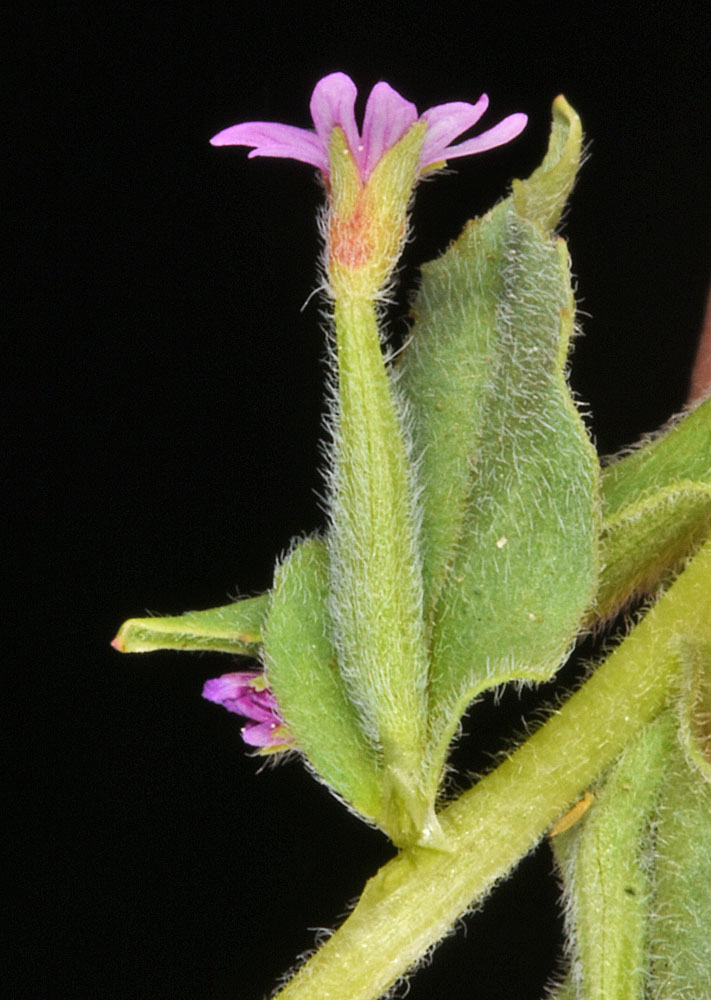 Flora of Eastern Washington Image: Epilobium campestre