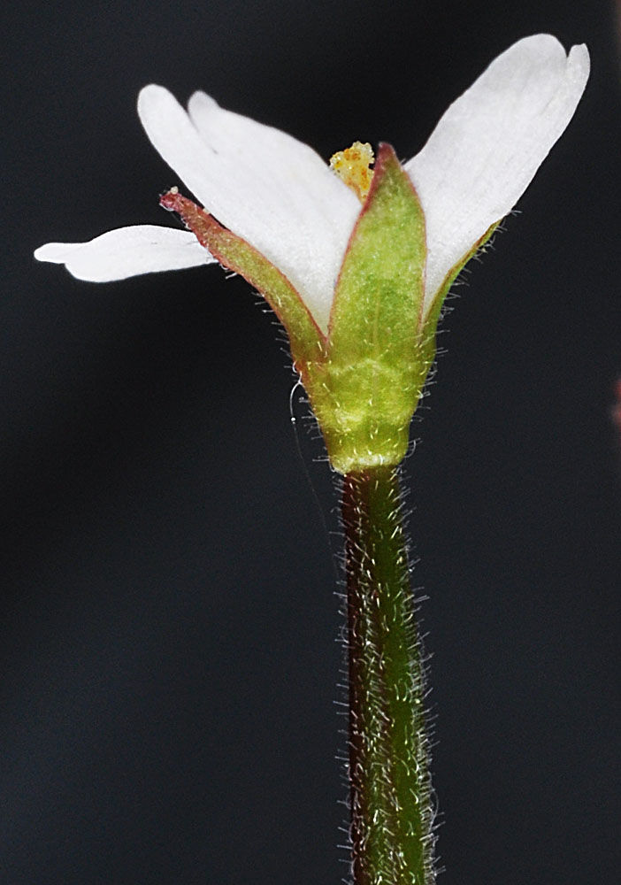 Flora of Eastern Washington Image: Epilobium ciliatum