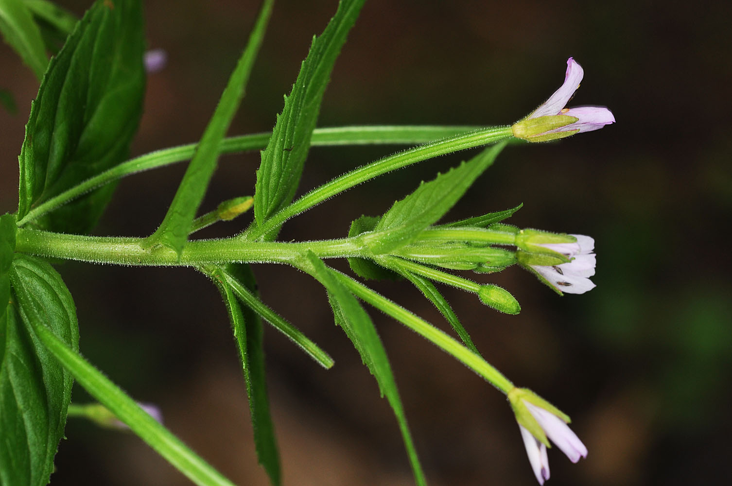 Flora of Eastern Washington Image: Epilobium ciliatum