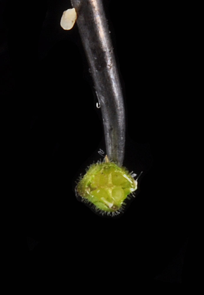 Flora of Eastern Washington Image: Epilobium glandulosum