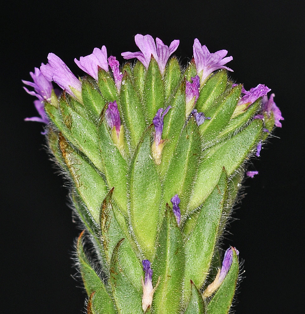 Flora of Eastern Washington Image: Epilobium densiflorum