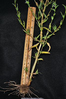Flora of Eastern Washington Image: Epilobium densiflorum