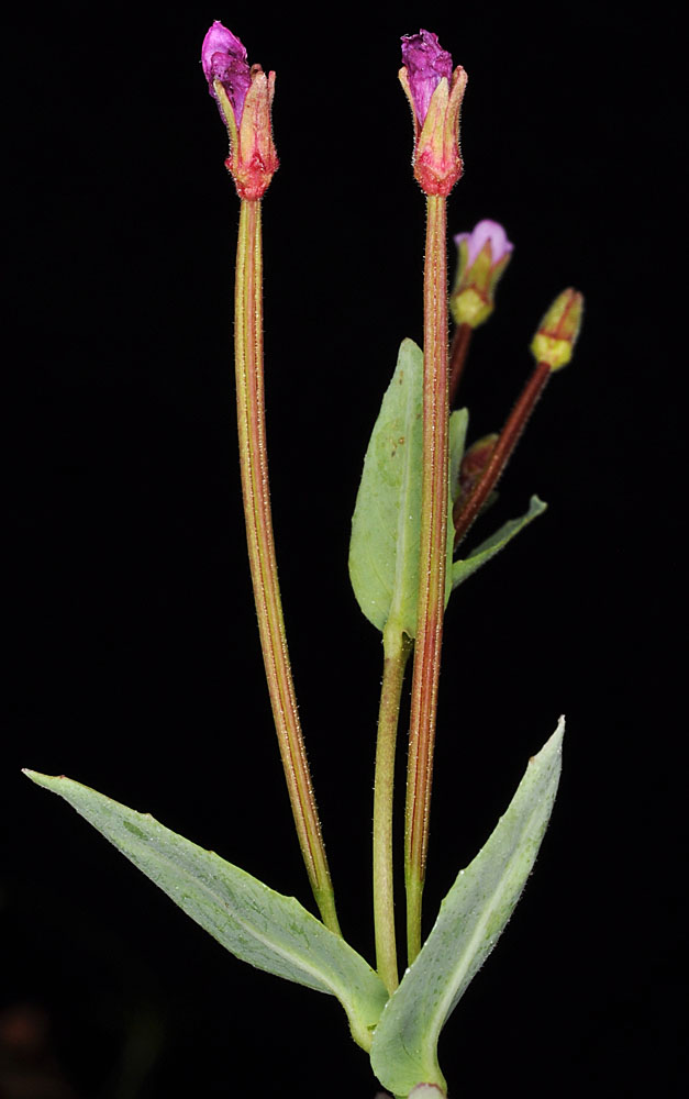 Flora of Eastern Washington Image: Epilobium glaberrimum