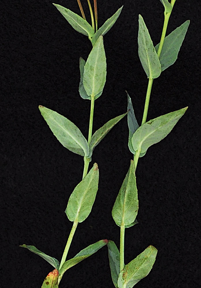 Flora of Eastern Washington Image: Epilobium glaberrimum