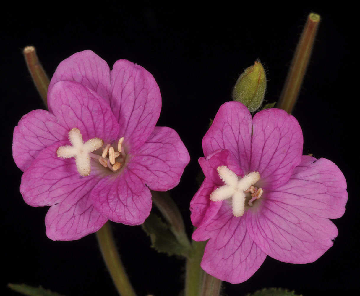 Flora of Eastern Washington Image: Epilobium hirsutum