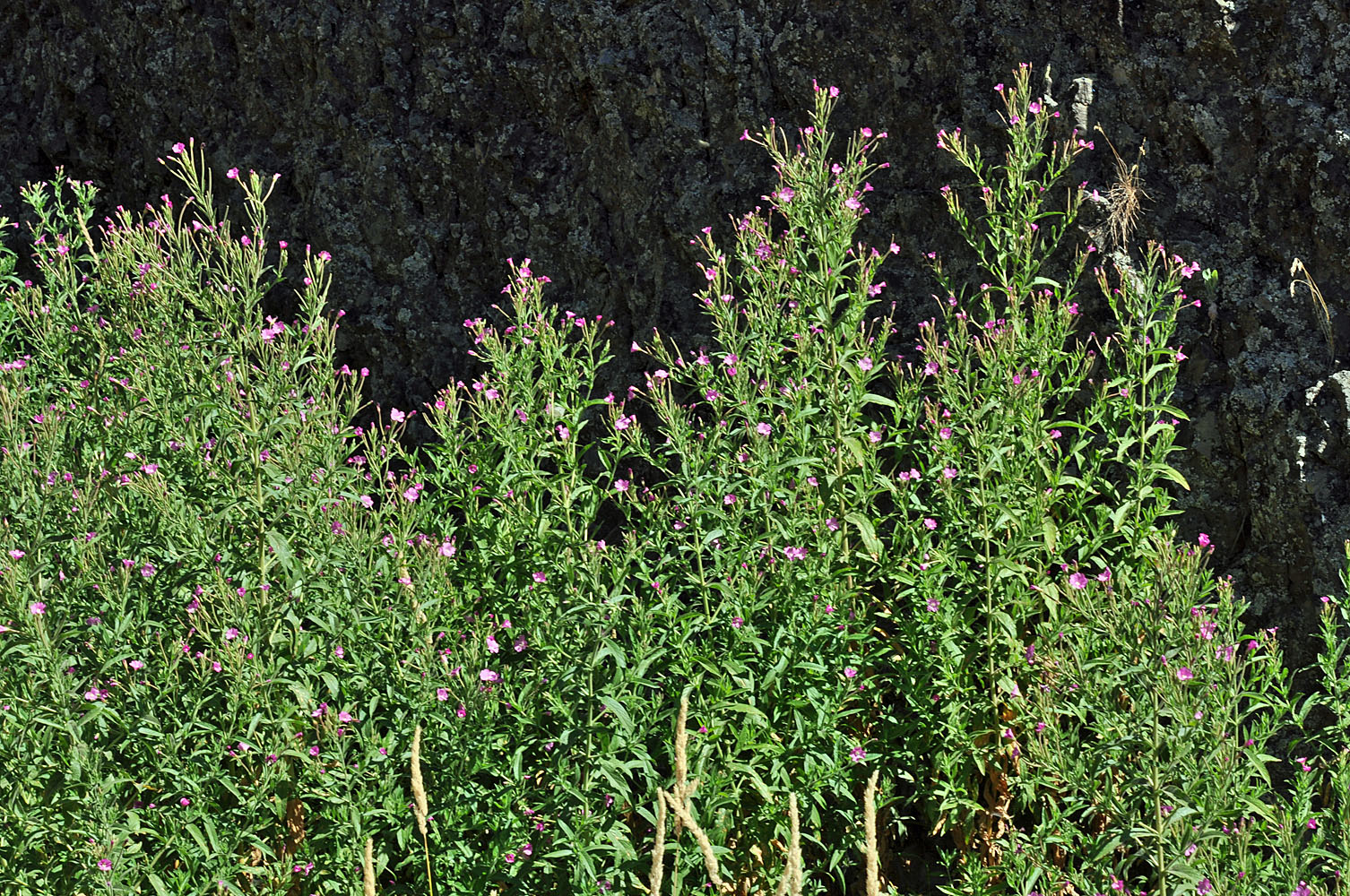 Flora of Eastern Washington Image: Epilobium hirsutum