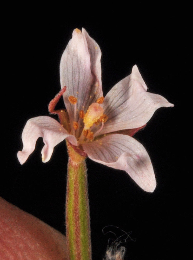 Flora of Eastern Washington Image: Epilobium palustre