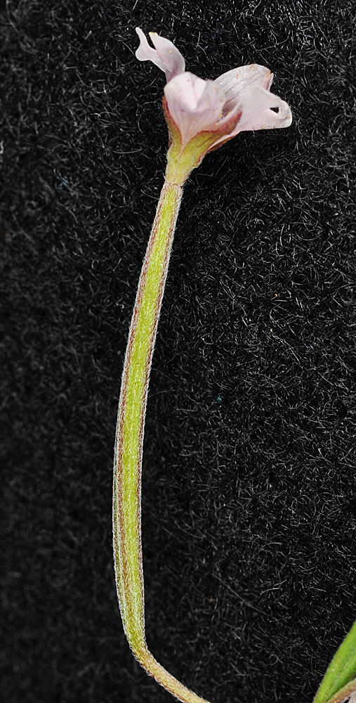 Flora of Eastern Washington Image: Epilobium palustre