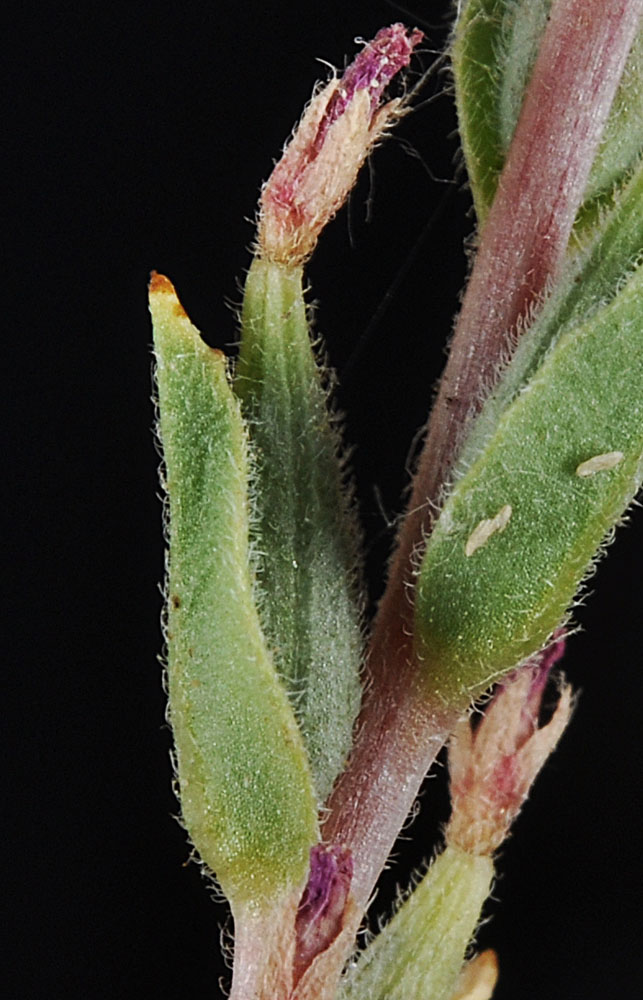 Flora of Eastern Washington Image: Epilobium pygmaeum