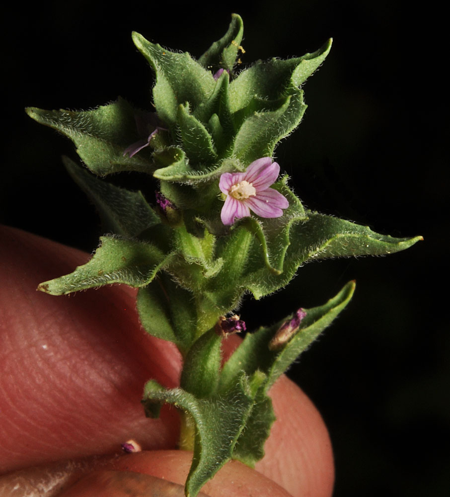 Flora of Eastern Washington Image: Epilobium pygmaeum