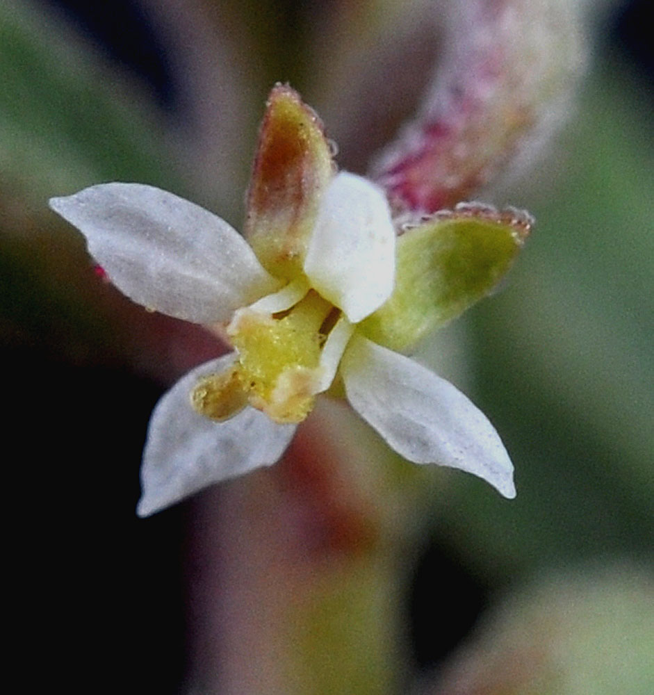 Flora of Eastern Washington Image: Eremothera minor