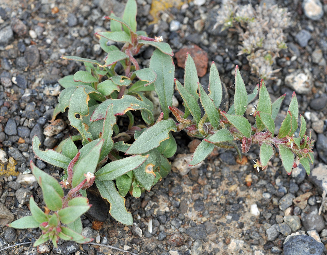 Flora of Eastern Washington Image: Eremothera minor