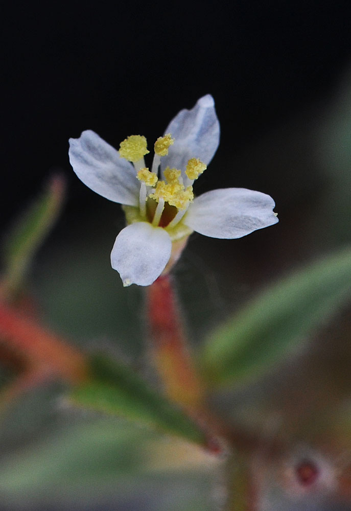 Flora of Eastern Washington Image: Eremothera pygmaea