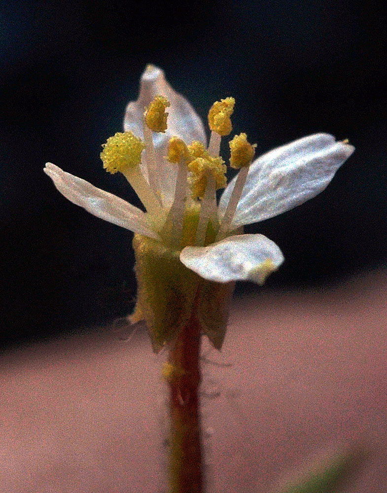 Flora of Eastern Washington Image: Eremothera pygmaea