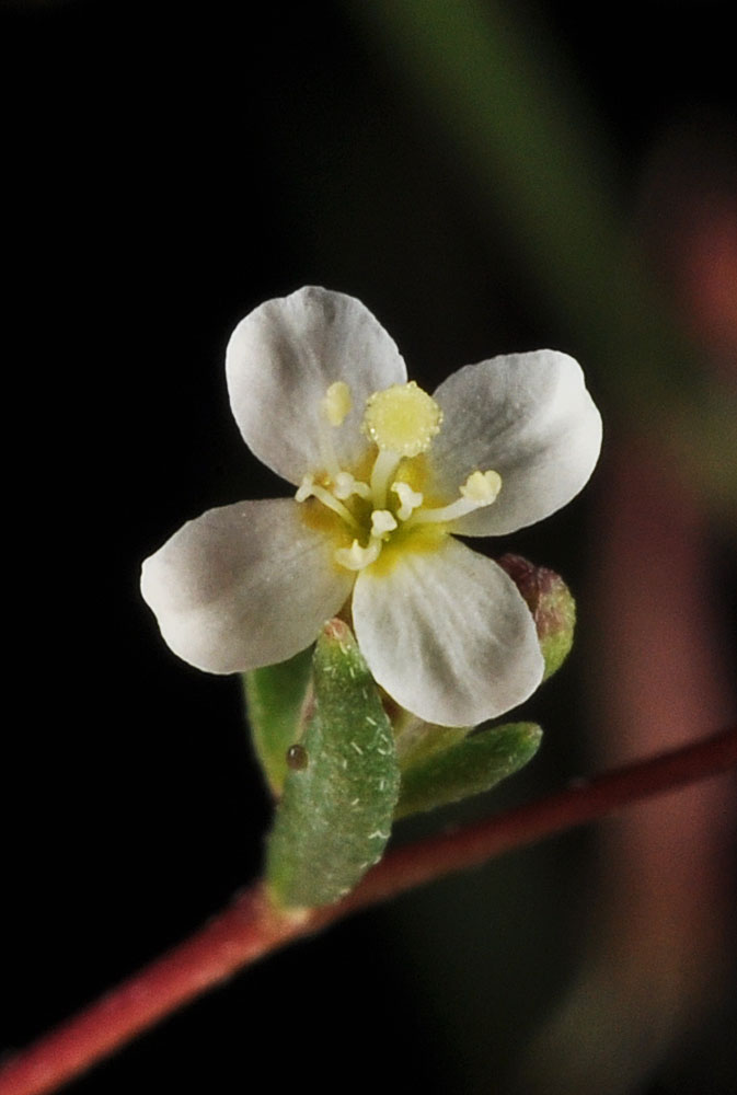 Flora of Eastern Washington Image: Gayophytum decipiens