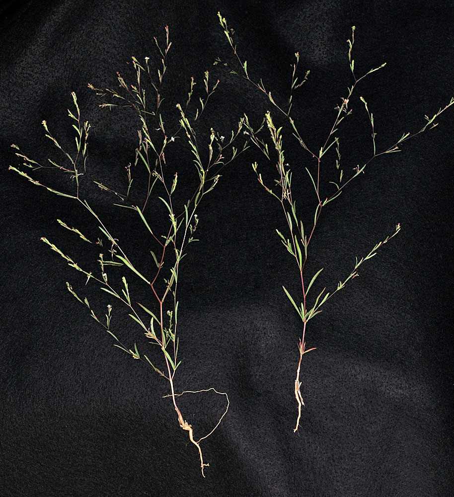 Flora of Eastern Washington Image: Gayophytum decipiens