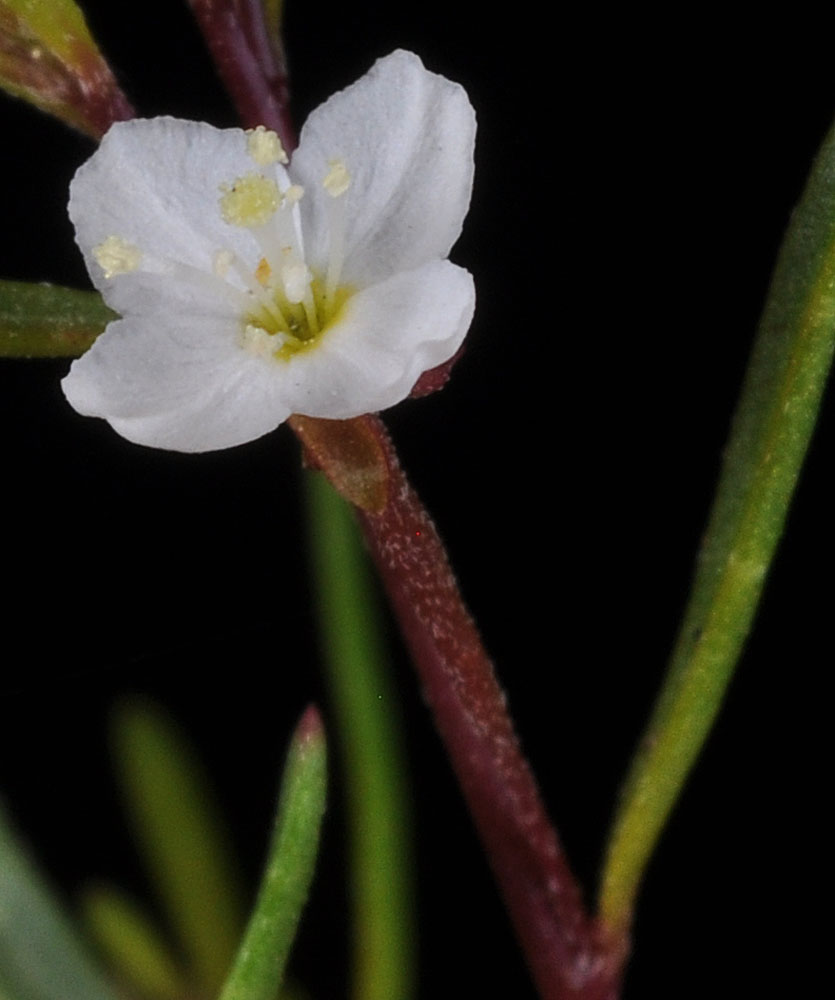 Flora of Eastern Washington Image: Gayophytum diffusum
