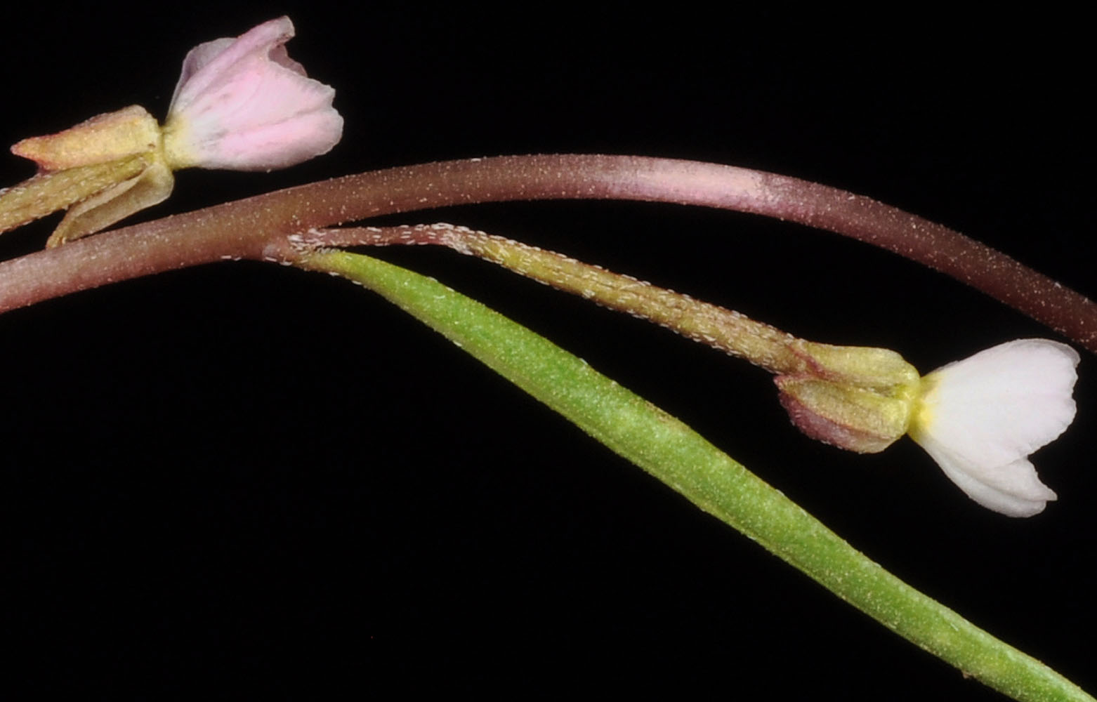 Flora of Eastern Washington Image: Gayophytum diffusum