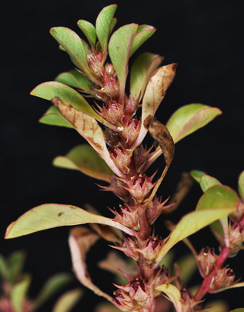 Flora of Eastern Washington Image: Ludwigia palustris