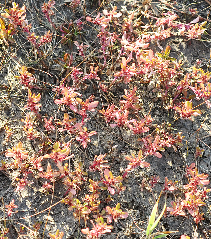 Flora of Eastern Washington Image: Ludwigia palustris
