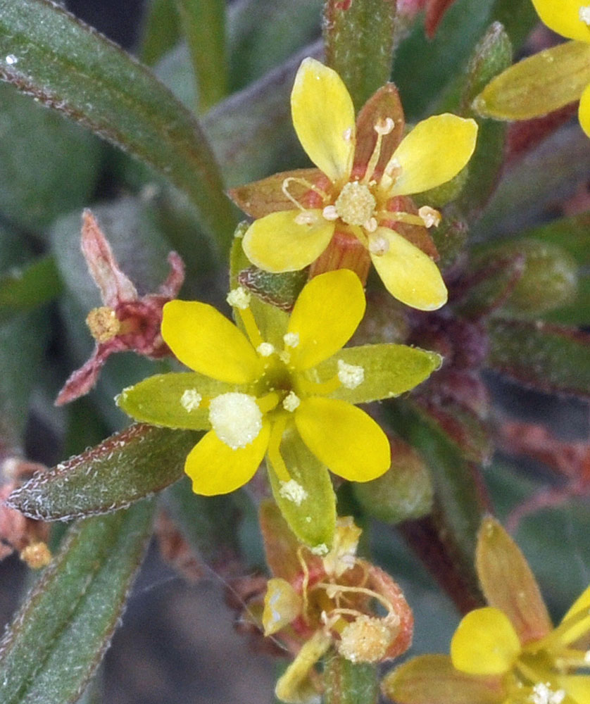 Flora of Eastern Washington Image: Neoholmgrenia andina