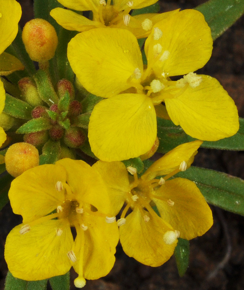 Flora of Eastern Washington Image: Neoholmgrenia hilgardii