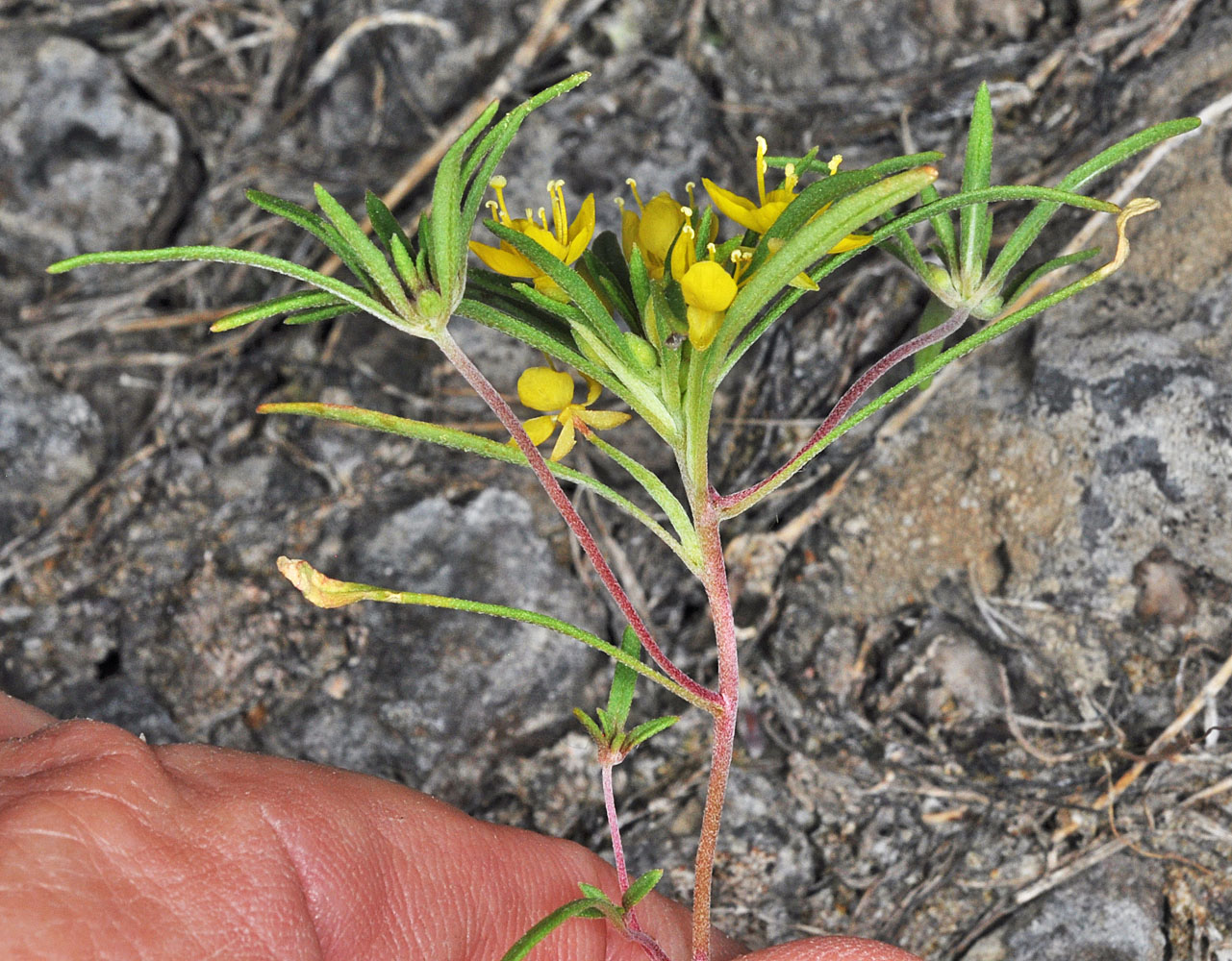 Flora of Eastern Washington Image: Neoholmgrenia hilgardii